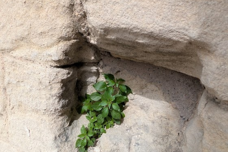 Old wall with plant coming out of it